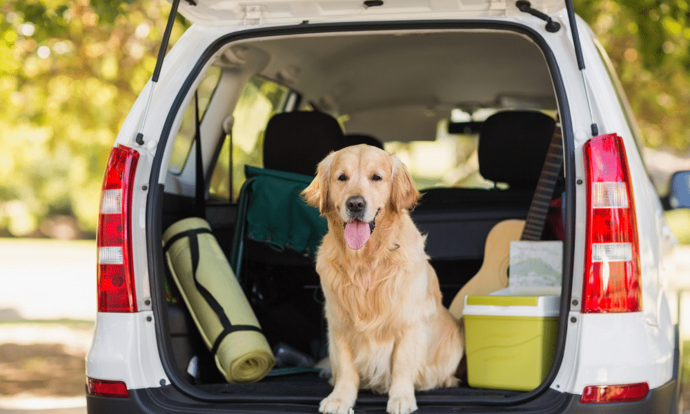 Destinos para viajar con tu mascota