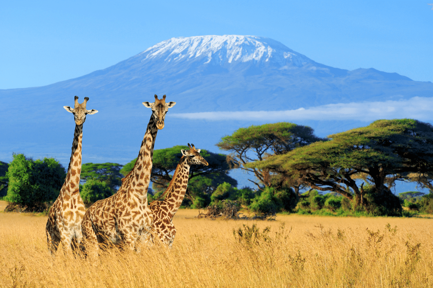 Parque Nacional de Kenia - África