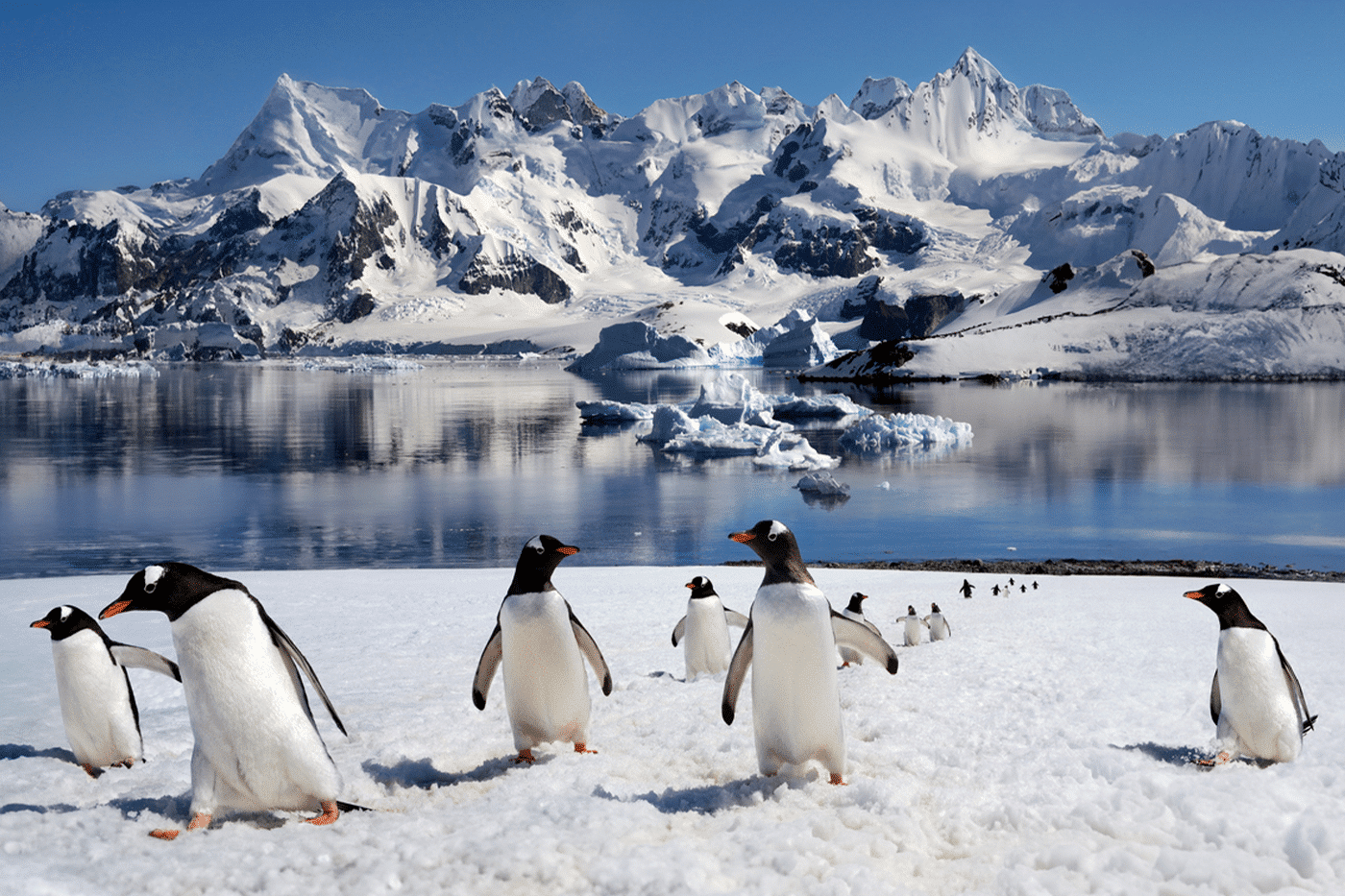 Pingüinos papúa - Antártida