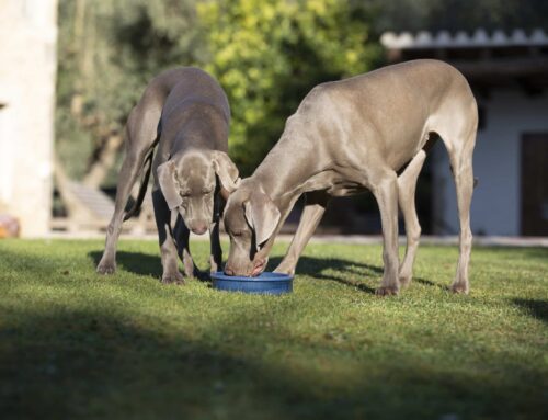 Alimentación para perros y gatos: por qué apostar por productos naturales y de calidad
