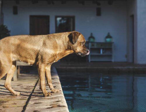 Evita los golpes de calor en verano en perros y gatos